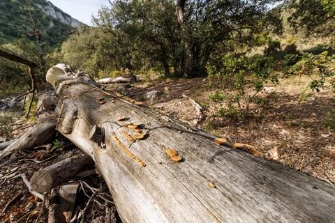 Dead tree trunk on the floor of Font Roja Forest in Alcoy Stockfoto's