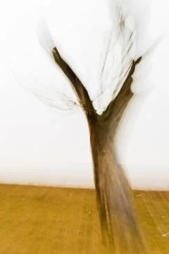 The dead tree trunk forks Stock Photos
