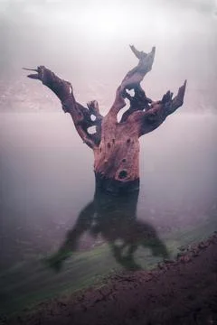 Dead tree trunk with a human expression emerges as the water level drops Фото