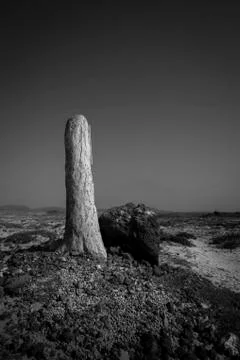 Dead tree trunk, Isla de Lobos, Fuerteventura Island, Canary Islands, Spain Stock Photos