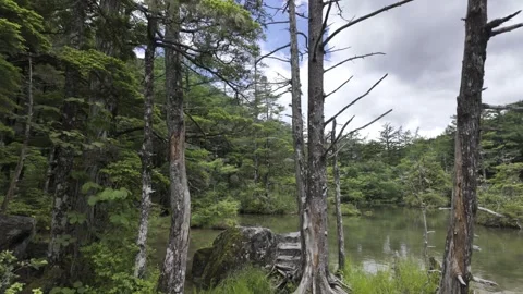 Dead Tree Trunk by the Lake Stock Footage 332095195