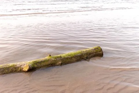 Dead tree trunk lay on the beach. Concept of calmness. Foto stock
