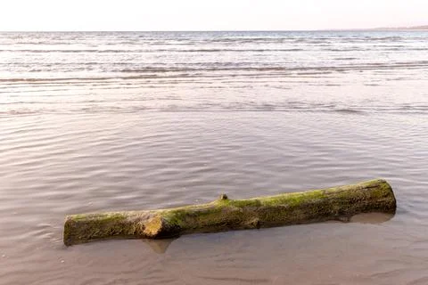 Dead tree trunk lay on the beach. Concept of calmness. Фото