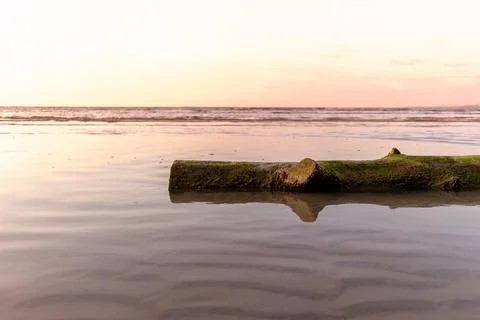 Dead tree trunk lay on the beach. Concept of calmness. Stock-Fotos