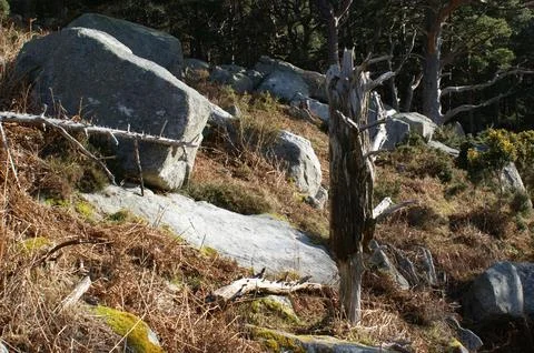 A dead tree trunk in a mountainous forest on a sunny day Stock Photos