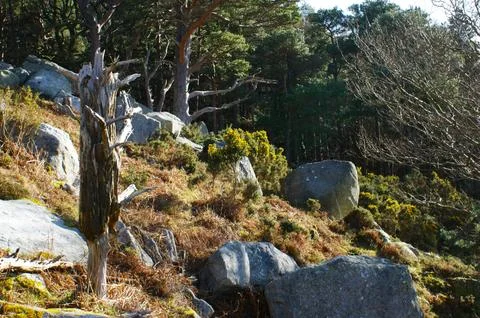 A dead tree trunk in a mountainous forest on a sunny day. Nature in Ireland. Stock Photos