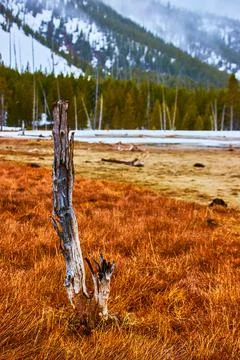 Dead tree trunk in orange grasses surrounded by mountains of snowy forests Foto stock
