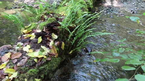 Dead tree trunk over pommerbach stream with fern growing on it. 스톡 동영상 137959087