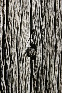 Dead tree trunk Foto stock