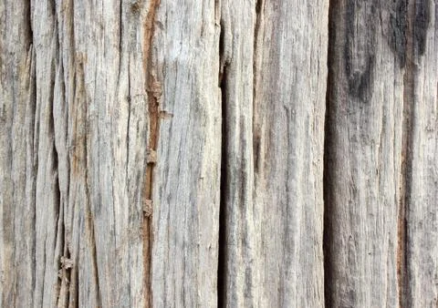 Dead tree trunk Stock Photos