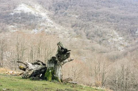 Dead tree trunk Stock Photos