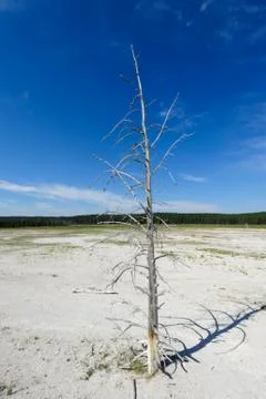 Dead Tree Trunk Stock Photos