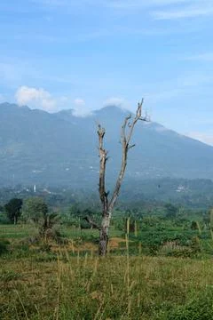 Dead tree trunk Stock Photos