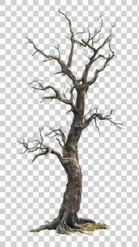 Dead tree trunk Stock Photos