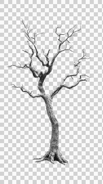 Dead tree trunk Stock Photos