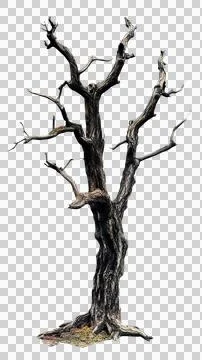Dead tree trunk Stock Photos