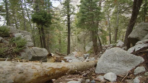 Dead tree trunk in a pine forest, Salt Lake City, US Stock Footage 288333323