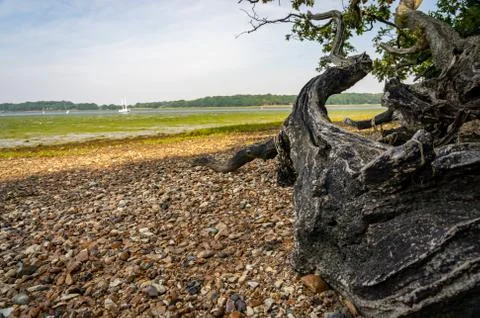 Dead tree trunk on shingle beach Fotos Stock