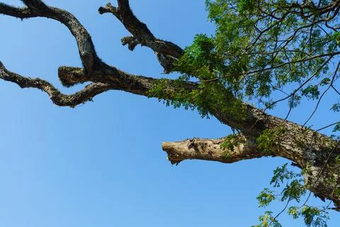 A dead tree trunk on sky background Stock Photos