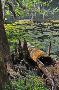Dead Tree Trunk with small alligator at Manatee Springs Stock Photos