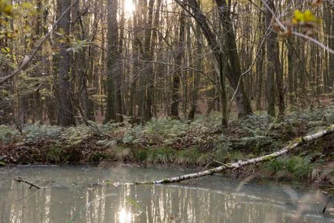 Dead tree trunk in small pond with milky water in forest Stock Photos