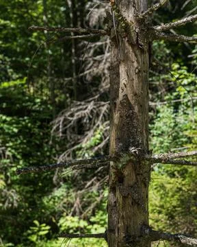 Dead Tree Trunk Standing in Dense Green Forest Photos