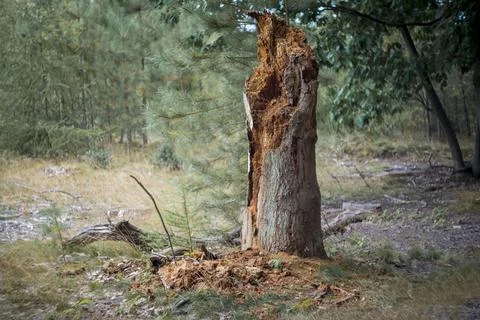 Dead tree trunk starting to rot and decompose in the forest Stock Photos