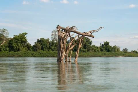 Dead tree with trunk stuck in canopy of the flooded forest Stock Photos