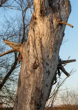 Dead Tree Trunk Texture Detail Stock Photos