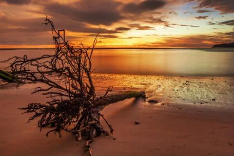 Dead tree trunk on tropical beach Stock Photos