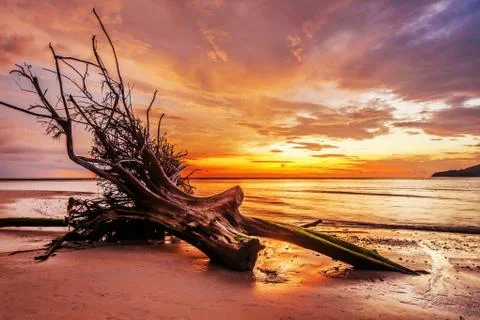 Dead tree trunk on tropical beach Stock Photos
