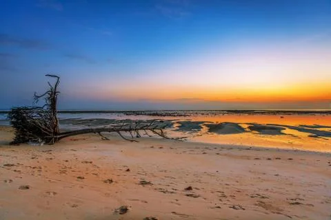 Dead tree trunk on tropical beach Stock Photos