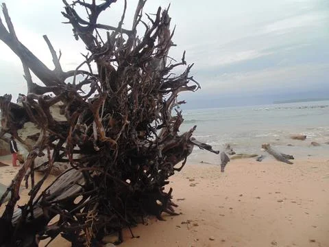 Dead tree trunk on tropical beach in sitapur, andaman, india Stock Photos
