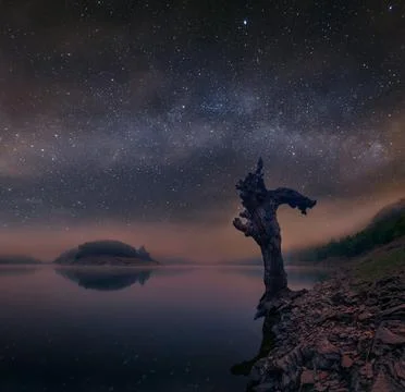 Dead tree trunk under the Milky Way Stock Photos