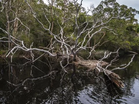 Dead tree trunk, white bark, calm river, green forest, nature reflection Stock-Fotos