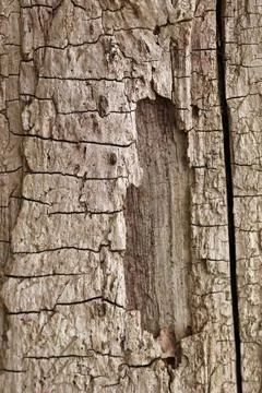 Dead tree trunk without bark Stock Photos