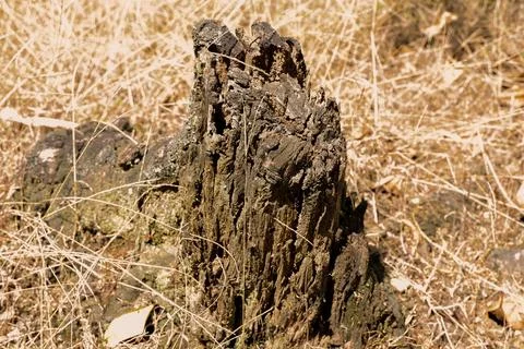 Dead tree trunks and grass on the hill Stock Photos
