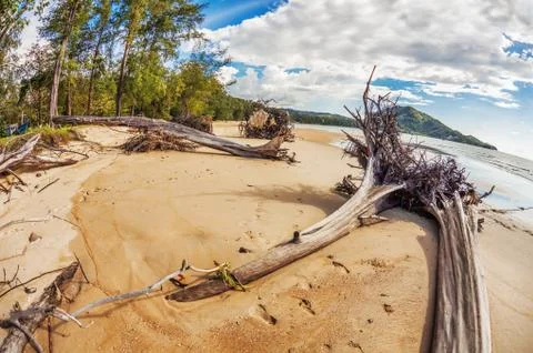 Dead tree trunks on beach Stock Photos