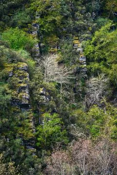 Dead tree trunks on granite cliffs at Cervantes Stock Photos