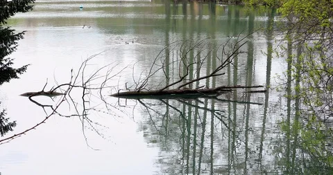 Dead Tree Trunks Lying On The Water Of The Pond Video stock 97827288