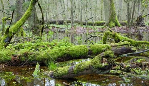 Dead tree trunks lying in water Stock Photos