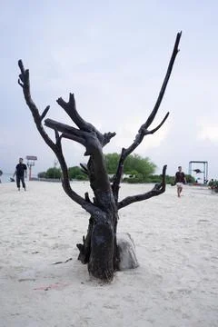 Dead tree trunks in the middle of the beach sand, April, 24 2023 Stock-Fotos