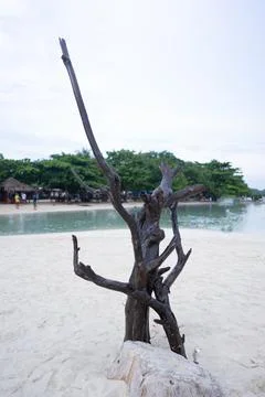 Dead tree trunks in the middle of the beach sand, April, 24 2023 Stock Photos