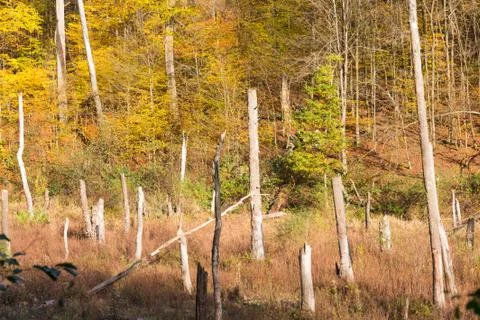Dead tree trunks in natural deforestation area and living trees with colorful Stock Photos