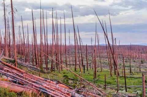Dead Tree Trunks in the Red light of the sun Stock Photos
