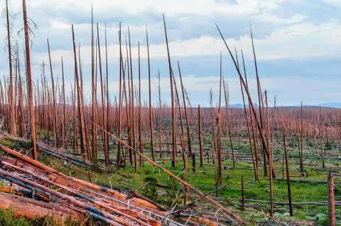 Dead Tree Trunks in the Red light of the sun Stock Photos