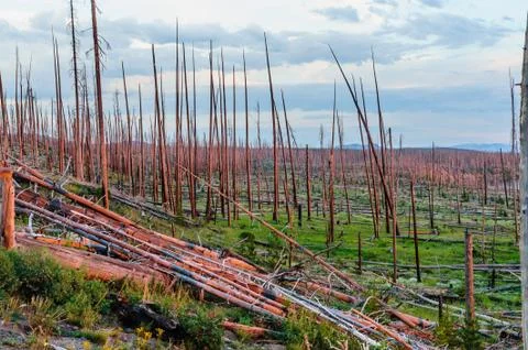 Dead Tree Trunks in the Red light of the sun Stock Photos