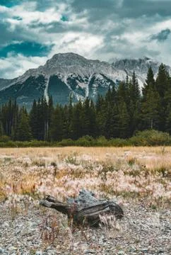 Dead tree trunks with roots in with mountain peaks in the background. Taken at Stock Photos
