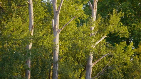Dead Tree Trunks Surrounded by Lush Green Foliage in Sunlit Forest Environment Stock Footage 346197588