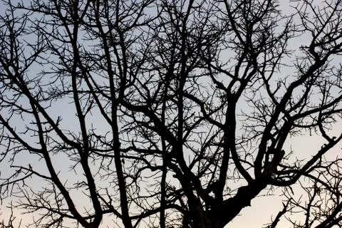 Dead tree with the Twilight background Stock Photos